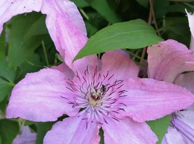 Gaestehaus Maria - Privatunterkunft Nassereith