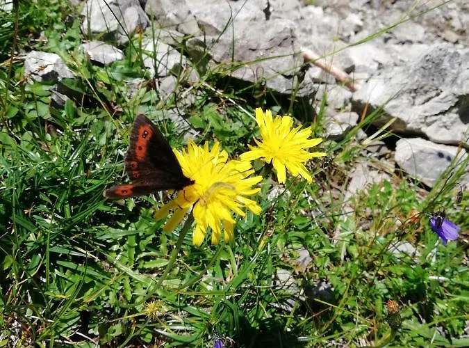 Privatunterkunft Gaestehaus Maria - Nassereith