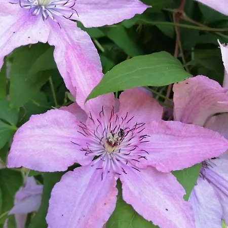 Gaestehaus Maria - Alloggio in famiglia Nassereith