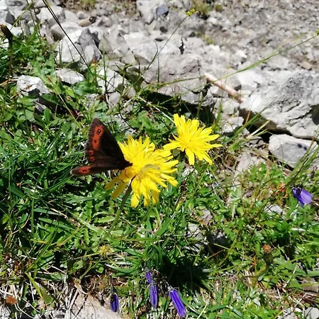 Alloggio in famiglia Gaestehaus Maria - Nassereith